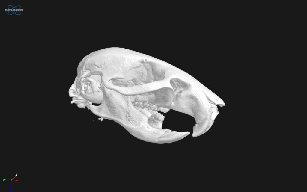 Titre ici mouse skul microct